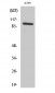 C6 Polyclonal Antibody